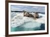 Walrus Resting on Ice in Hudson Bay, Nunavut, Canada-Paul Souders-Framed Photographic Print