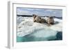 Walrus Resting on Ice in Hudson Bay, Nunavut, Canada-Paul Souders-Framed Photographic Print