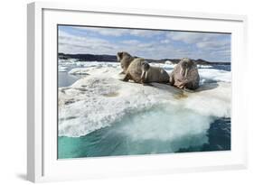 Walrus Resting on Ice in Hudson Bay, Nunavut, Canada-Paul Souders-Framed Photographic Print