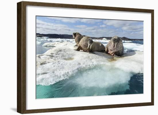 Walrus Resting on Ice in Hudson Bay, Nunavut, Canada-Paul Souders-Framed Photographic Print