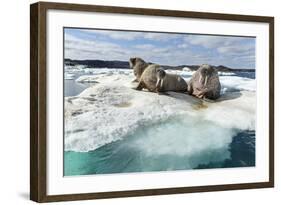 Walrus Resting on Ice in Hudson Bay, Nunavut, Canada-Paul Souders-Framed Photographic Print