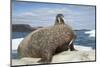 Walrus Resting on Ice in Hudson Bay, Nunavut, Canada-Paul Souders-Mounted Photographic Print