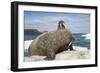 Walrus Resting on Ice in Hudson Bay, Nunavut, Canada-Paul Souders-Framed Photographic Print