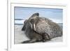 Walrus Resting on Ice in Hudson Bay, Nunavut, Canada-Paul Souders-Framed Photographic Print