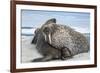 Walrus Resting on Ice in Hudson Bay, Nunavut, Canada-Paul Souders-Framed Photographic Print