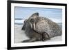 Walrus Resting on Ice in Hudson Bay, Nunavut, Canada-Paul Souders-Framed Photographic Print