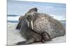 Walrus Resting on Ice in Hudson Bay, Nunavut, Canada-Paul Souders-Mounted Photographic Print