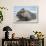 Walrus Resting on Ice in Hudson Bay, Nunavut, Canada-Paul Souders-Framed Photographic Print displayed on a wall