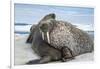 Walrus Resting on Ice in Hudson Bay, Nunavut, Canada-Paul Souders-Framed Photographic Print