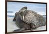 Walrus Resting on Ice in Hudson Bay, Nunavut, Canada-Paul Souders-Framed Photographic Print