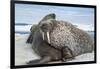 Walrus Resting on Ice in Hudson Bay, Nunavut, Canada-Paul Souders-Framed Photographic Print