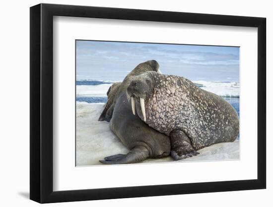 Walrus Resting on Ice in Hudson Bay, Nunavut, Canada-Paul Souders-Framed Photographic Print