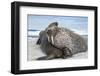 Walrus Resting on Ice in Hudson Bay, Nunavut, Canada-Paul Souders-Framed Photographic Print