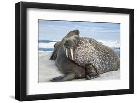 Walrus Resting on Ice in Hudson Bay, Nunavut, Canada-Paul Souders-Framed Photographic Print