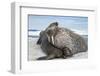 Walrus Resting on Ice in Hudson Bay, Nunavut, Canada-Paul Souders-Framed Photographic Print