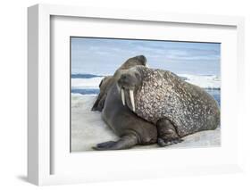 Walrus Resting on Ice in Hudson Bay, Nunavut, Canada-Paul Souders-Framed Photographic Print