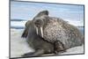 Walrus Resting on Ice in Hudson Bay, Nunavut, Canada-Paul Souders-Mounted Photographic Print