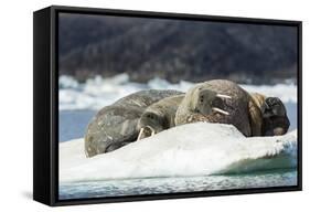 Walrus Sleeping on Ice in Hudson Bay, Nunavut, Canada-Paul Souders-Framed Stretched Canvas
