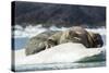 Walrus Sleeping on Ice in Hudson Bay, Nunavut, Canada-Paul Souders-Stretched Canvas