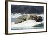 Walrus Sleeping on Ice in Hudson Bay, Nunavut, Canada-Paul Souders-Framed Photographic Print