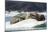 Walrus Sleeping on Ice in Hudson Bay, Nunavut, Canada-Paul Souders-Mounted Photographic Print
