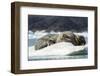 Walrus Sleeping on Ice in Hudson Bay, Nunavut, Canada-Paul Souders-Framed Photographic Print