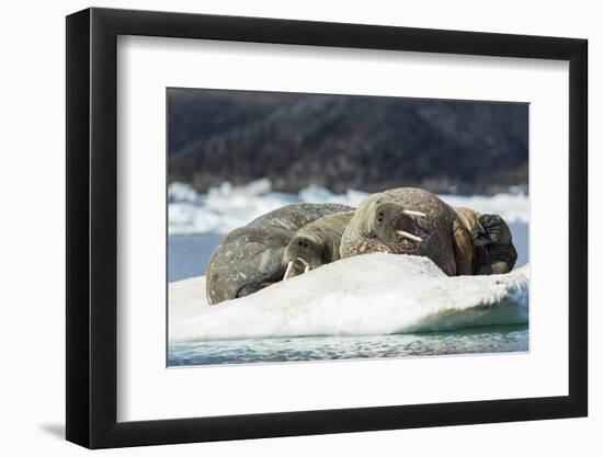 Walrus Sleeping on Ice in Hudson Bay, Nunavut, Canada-Paul Souders-Framed Photographic Print