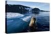 Walrus, Svalbard, Norway-Paul Souders-Stretched Canvas