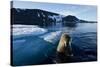 Walrus, Svalbard, Norway-Paul Souders-Stretched Canvas