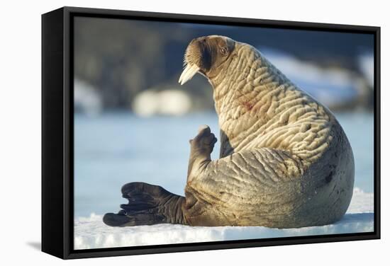 Walrus, Svalbard, Norway-Paul Souders-Framed Stretched Canvas