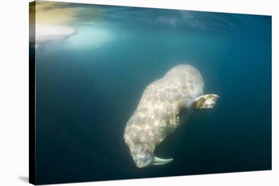 Walrus, Svalbard, Norway-Paul Souders-Stretched Canvas