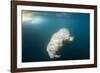 Walrus, Svalbard, Norway-Paul Souders-Framed Premium Photographic Print