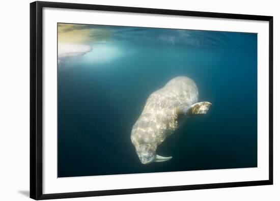 Walrus, Svalbard, Norway-Paul Souders-Framed Premium Photographic Print