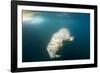 Walrus, Svalbard, Norway-Paul Souders-Framed Premium Photographic Print