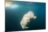 Walrus, Svalbard, Norway-Paul Souders-Mounted Premium Photographic Print