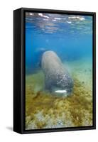 Walrus, Svalbard, Norway-Paul Souders-Framed Stretched Canvas