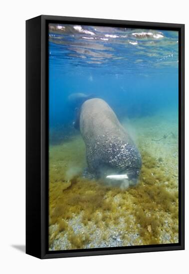 Walrus, Svalbard, Norway-Paul Souders-Framed Stretched Canvas