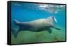 Walrus, Svalbard, Norway-Paul Souders-Framed Stretched Canvas