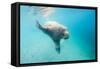 Walrus, Svalbard, Norway-Paul Souders-Framed Stretched Canvas