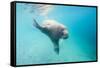 Walrus, Svalbard, Norway-Paul Souders-Framed Stretched Canvas