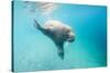 Walrus, Svalbard, Norway-Paul Souders-Stretched Canvas