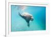 Walrus, Svalbard, Norway-Paul Souders-Framed Premium Photographic Print