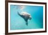 Walrus, Svalbard, Norway-Paul Souders-Framed Premium Photographic Print