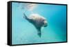 Walrus, Svalbard, Norway-Paul Souders-Framed Stretched Canvas