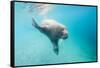 Walrus, Svalbard, Norway-Paul Souders-Framed Stretched Canvas