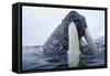 Walrus, Svalbard, Norway-Paul Souders-Framed Stretched Canvas