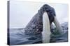 Walrus, Svalbard, Norway-Paul Souders-Stretched Canvas