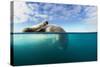 Walrus, Svalbard, Norway-Paul Souders-Stretched Canvas