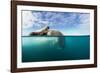 Walrus, Svalbard, Norway-Paul Souders-Framed Premium Photographic Print