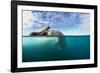 Walrus, Svalbard, Norway-Paul Souders-Framed Premium Photographic Print